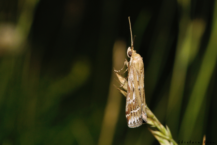 Pempeliella ornatella, 17 juin 2025, Bordères-Louron (65) &copy; Ghislain Riou