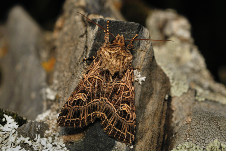 Sideridis reticulata, 17 juin 2025, Bordères-Louron (65) &copy; Ghislain Riou
