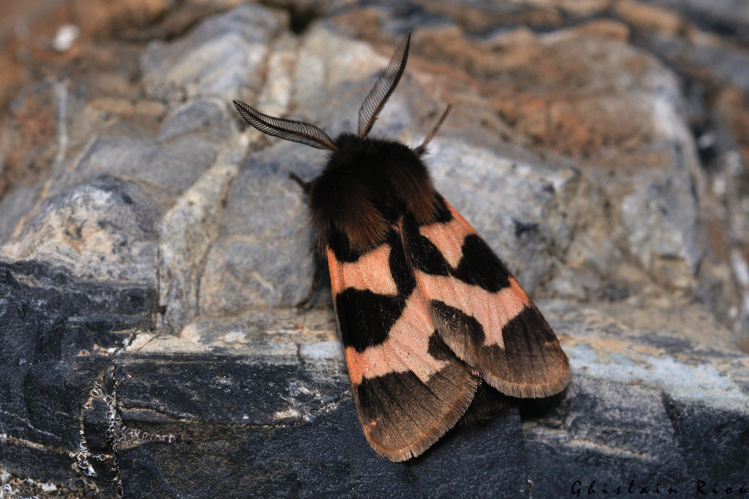 Watsonarctia deserta, 17 juin 2025, Bordères-Louron (65) &copy; Ghislain Riou