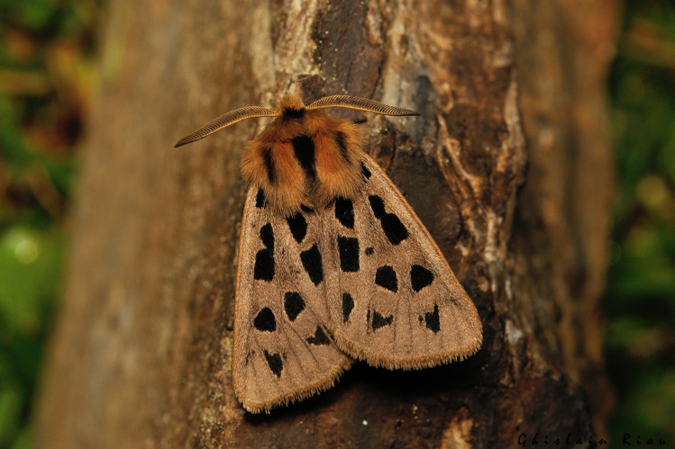 Chelis maculosa, 17 juin 2025, Bordères-Louron (65) &copy; Ghislain Riou