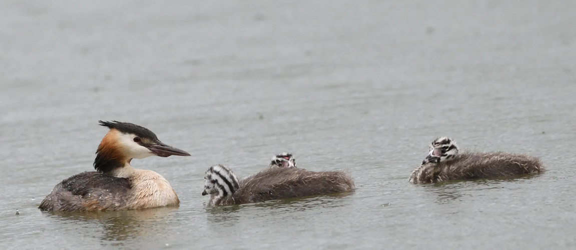 Grèbe huppé, ad avec ses jeunes, juin 2025, Roques (31) &copy; Jean-Marc L'Hermite