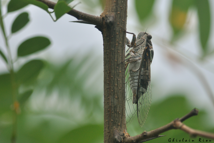 Lyristes plebejus, 5 juillet 2025, Venerque (31) &copy; Ghislain Riou
