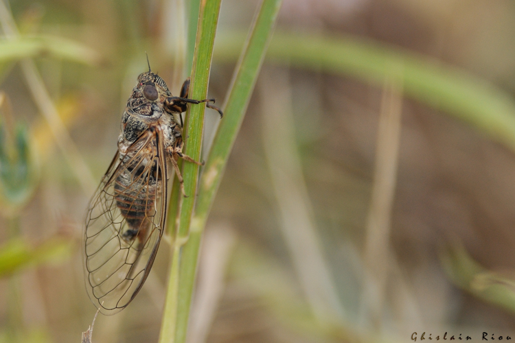 Tettigettalna argentata, 5 juillet 2025, Venerque (31) &copy; Ghislain Riou
