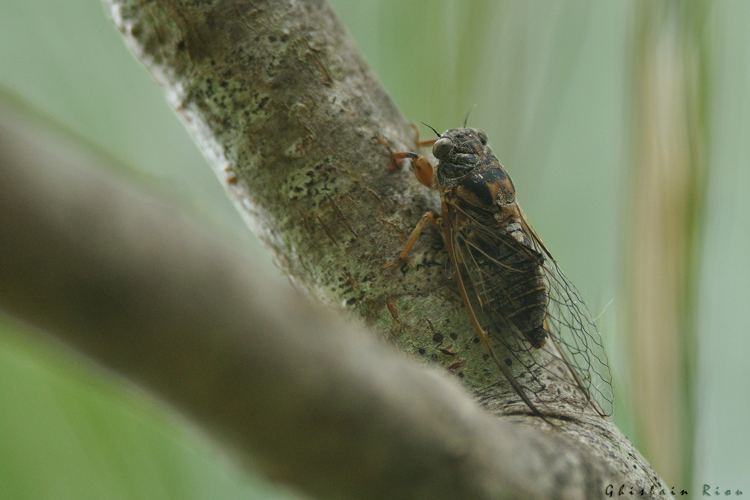 Tettigettula pygmea, 5 juillet 2025, Venerque (31) &copy; Ghislain Riou