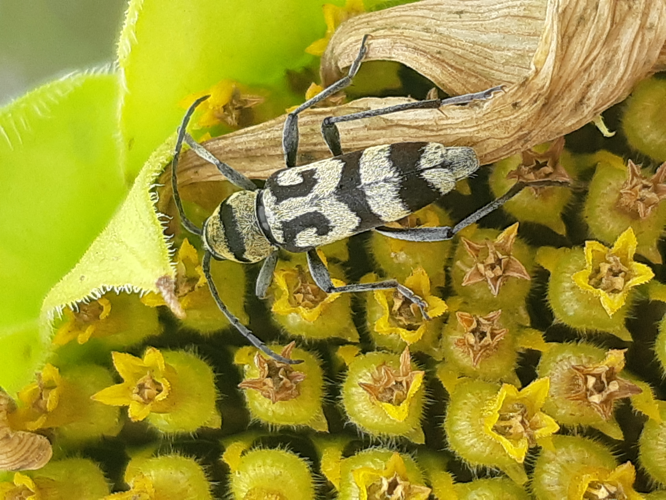 Chlorophorus varius, 23 juil. 2025, Peyrole (81) &copy; Ghislain Riou