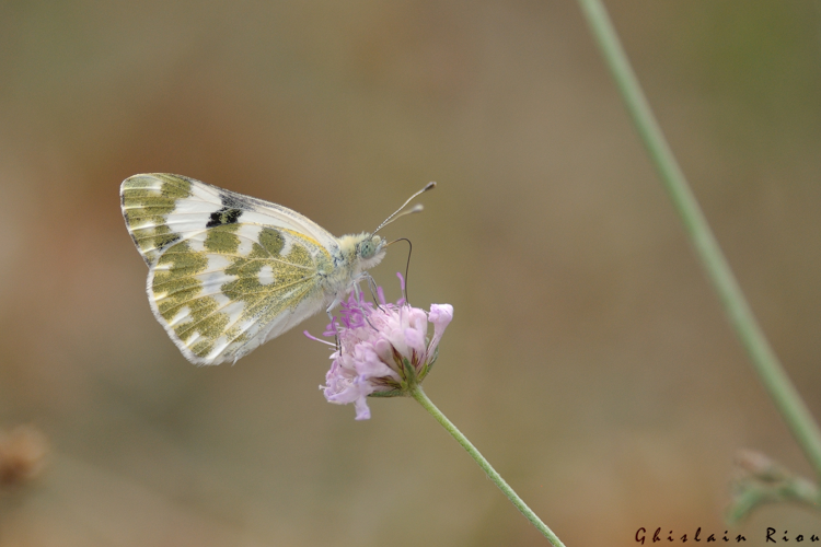 Pontia daplidice, 27 juil. 2025, Venerque (31) &copy; Ghislain Riou