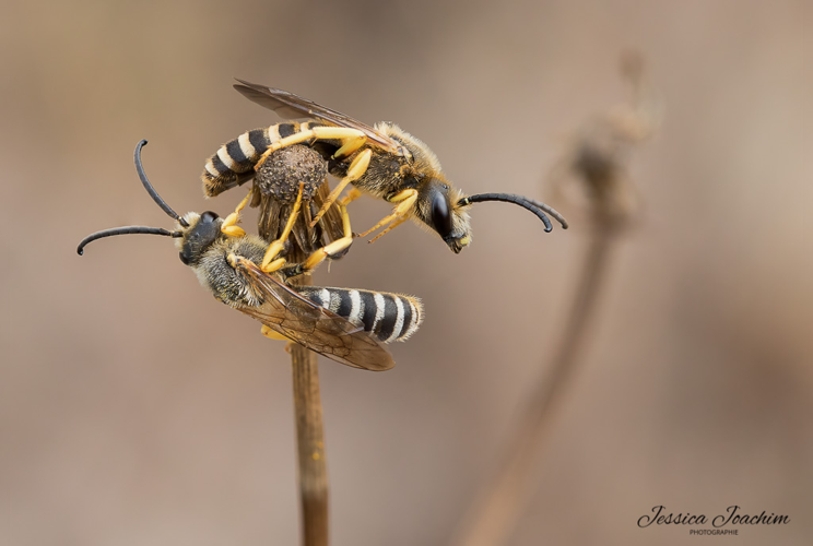 Halictus scabiosae, 11 sept. 2021, Serviès (81) &copy; Jessica Joachim