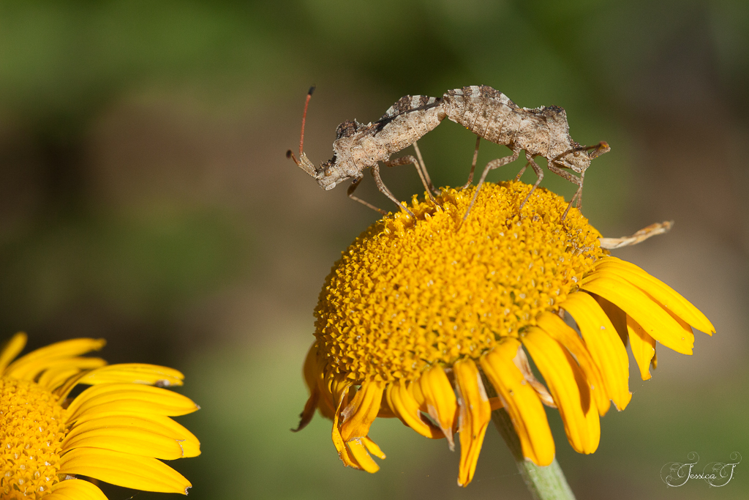 Centrocoris spiniger, 21 juin 2016, Mazères (31) &copy; Jessica Joachim
