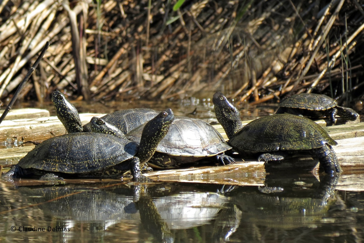 Emys orbicularis, groupe en héliothermie (Leucate, Aude) &copy; Claudine Delmas