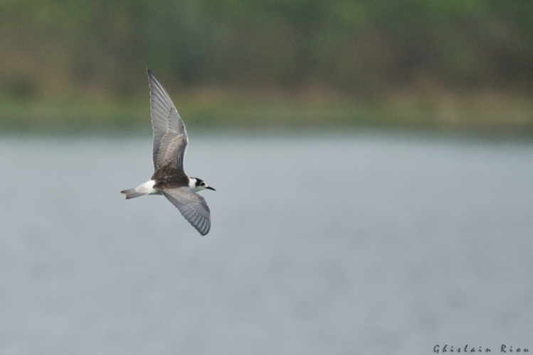 jeune Guifette leucoptère, 27 août 2025, Le Vernet (31) &copy; Ghislain Riou