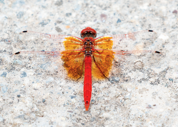 mâle de Trithemis kirbyi, 19 août 2025, Padern (11) &copy; Vivien CACHELIN