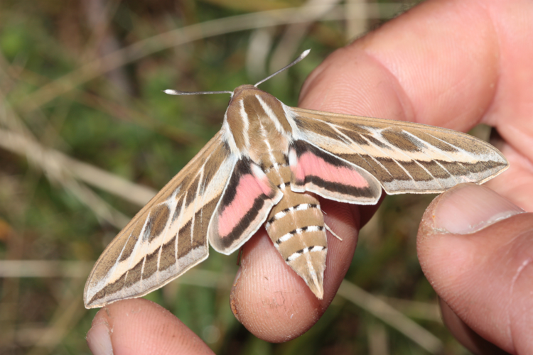 Imago Hyles livornica, trouvé à Bordes-Uchentein (Ariège) le 23 août 2025 (altitude 1700 m) &copy; Pierre-Olivier Cochard