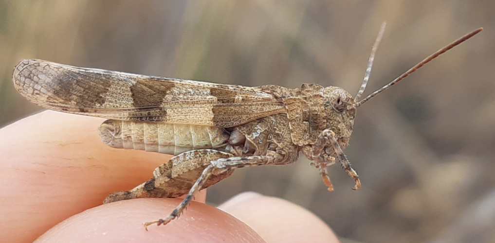 Oedipoda charpentieri, 30 août 2025, Lézignan-Corbières (11) &copy; Ghislain Riou