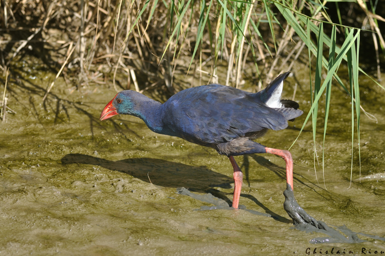 Talève sultane, 31 août 2025, Narbonne (11) &copy; Ghislain Riou