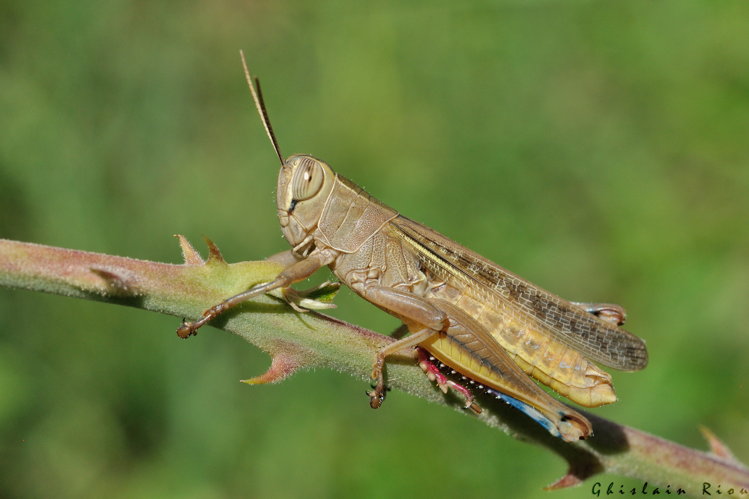 Eyprepocnemis plorans, 30 août 2025, Narbonne (11) &copy; Ghislain Riou