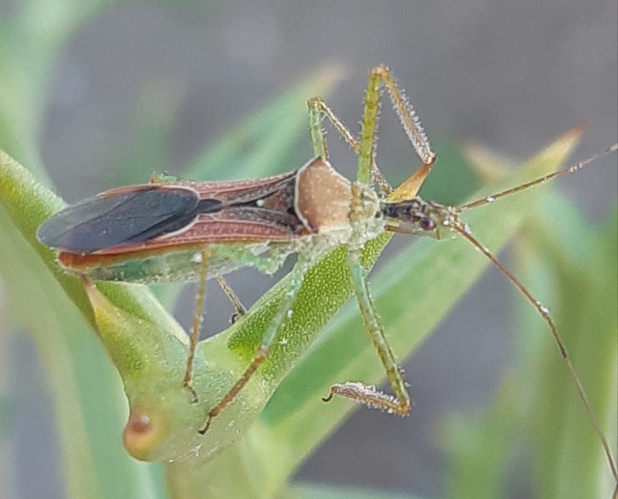 Zelus renardii, 31 août 2025, Gruissan (11) &copy; Ghislain Riou