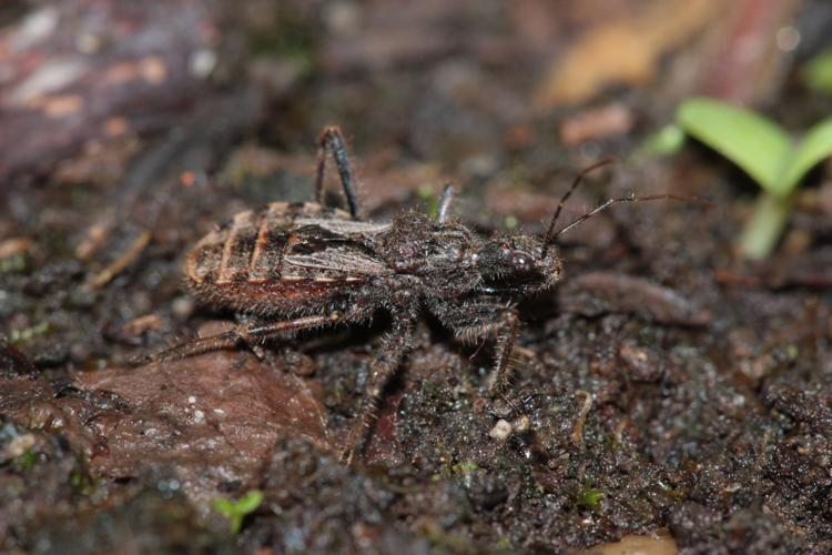 Imago actif au sol, Bordes-Uchentein (Ariège), altitude 1600 m, 30 août 2025 &copy; Pierre-Olivier Cochard