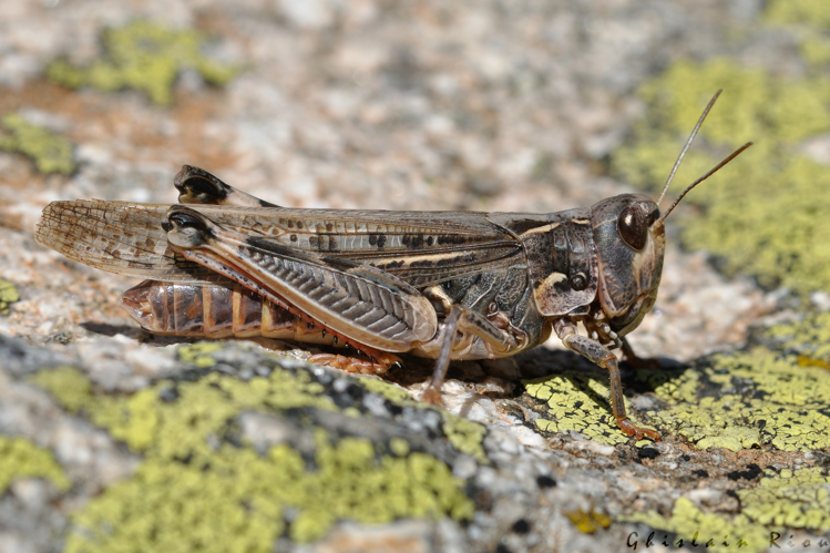 Dociostaurus maroccanus fem., 6 sept. 2025, Barèges (65). 2498m d'altitude ! &copy; Ghislain Riou