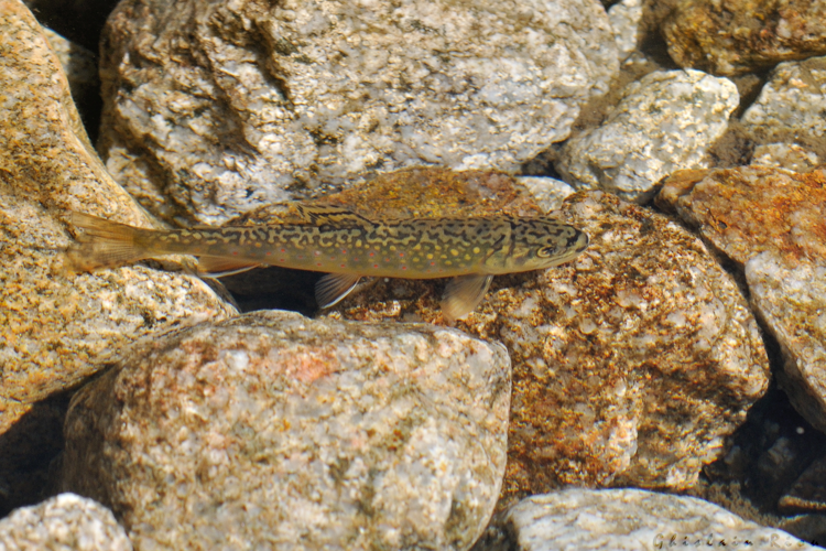 Omble de fontaine, 15 sept. 2025, Estaing (65) &copy; Ghislain Riou