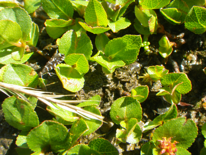 Spécimen photographié à Oô (31) le 4 juillet 2025 &copy; Pierre-Olivier Cochard