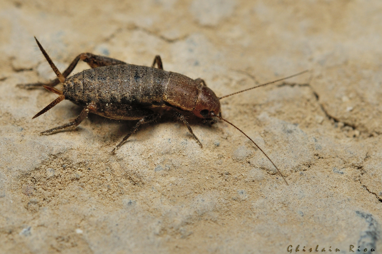 Paramogoplistes CF. novaki fem., 8 oct. 2021, Gruissan (11) &copy; Ghislain Riou