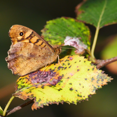 Pararge aegeria, 18 août 2025, Luzenac (09) &copy; Jean Marc Lega