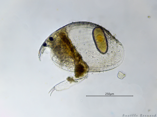 Disparalona leein, 10 oct. 2025, Venerque (31) &copy; Anaëlle Bernard