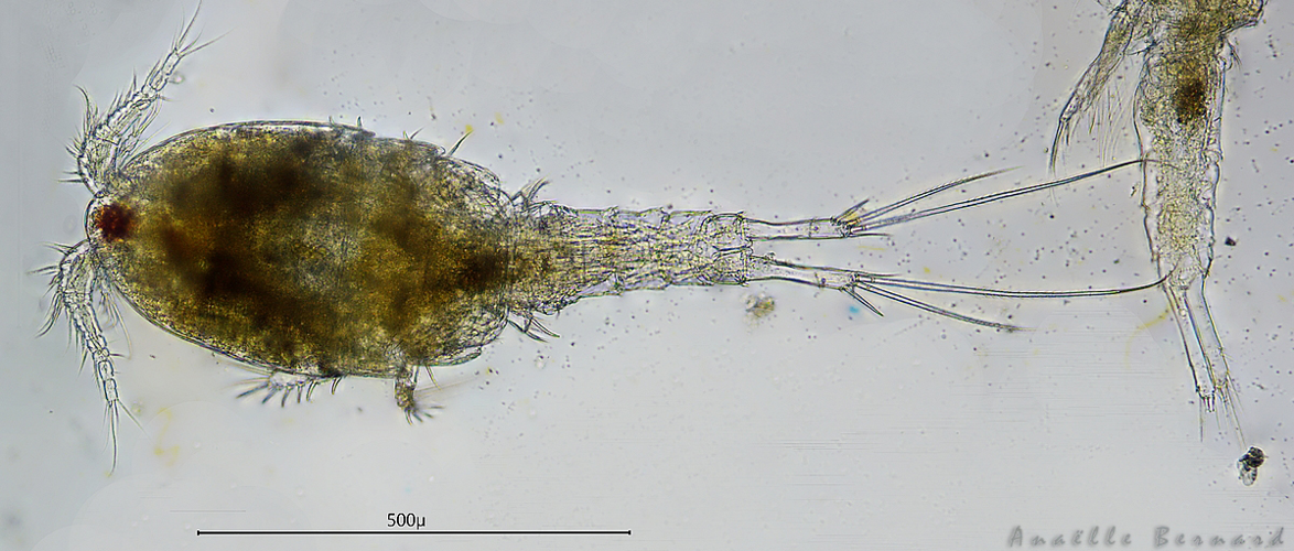 Paracyclops fimbriatus, 10 oct. 2025, Venerque (31) &copy; Anaëlle Bernard