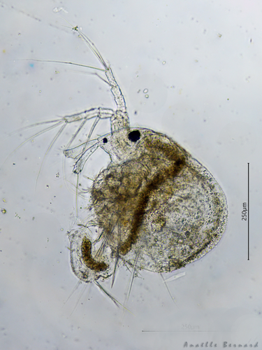 Macrothrix laticornis, 10 oct. 2025, Venerque (31) &copy; Anaëlle Bernard