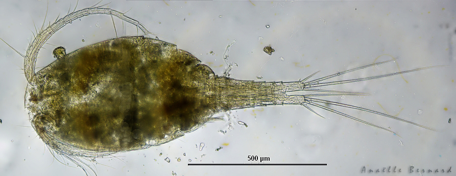Macrocyclops albidus, 10 oct. 2025, Venerque (31) &copy; Anaëlle Bernard