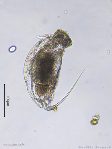 Trichocerca bicristata, 10 oct. 2025, Venerque (31) &copy; Anaëlle Bernard