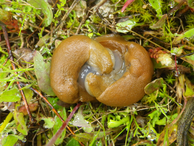 Accouplement de Drusia valenciennii (Moussoulens, Aude) par une journée très pluvieuse (avril 2025) &copy; Pierre-Olivier Cochard