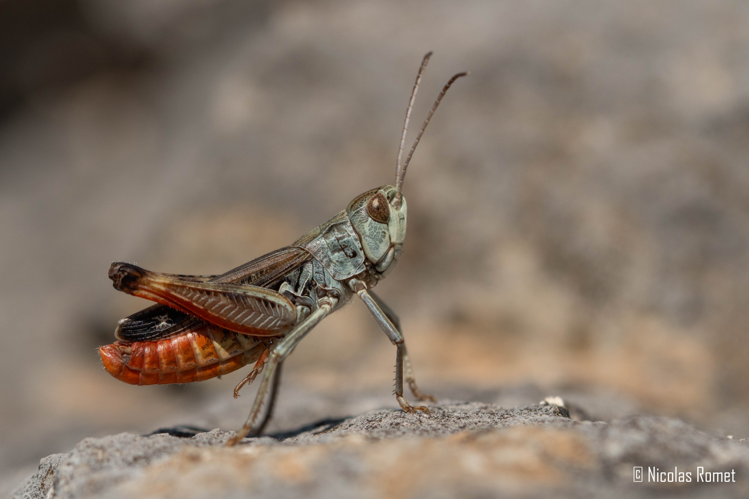 Stenobothrus grammicus - Tuchan (11) &copy; Nicolas Romet