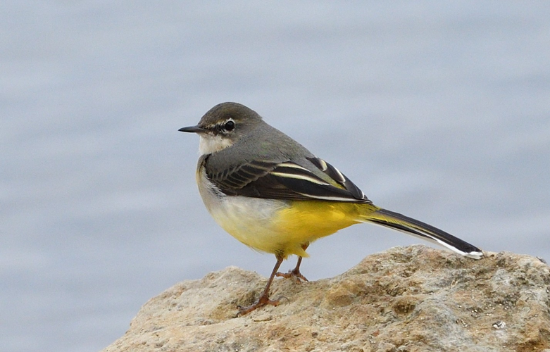 Bergeronnette des ruisseaux, 25 oct. 2025, Portet-sur-Garonne (31) &copy; Jean-Marc L'Hermite