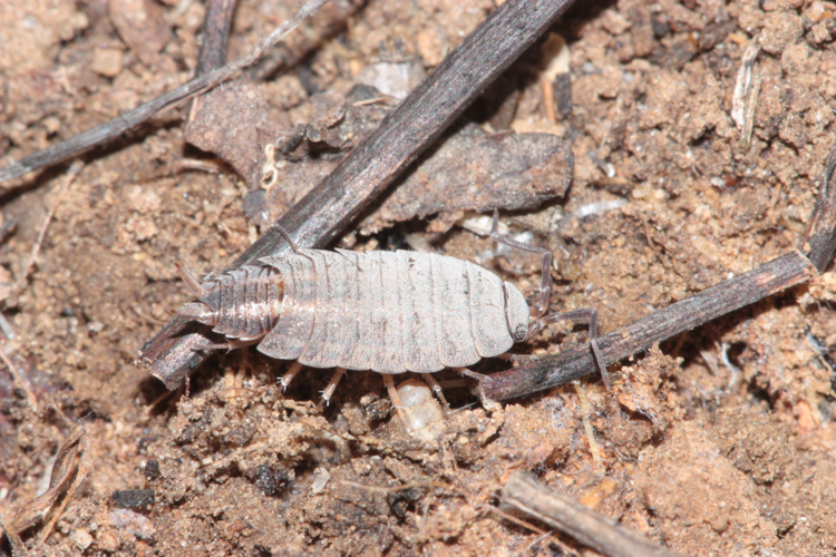 Porcellionides pruinosus, individu photographié à Sauvian (Hérault), avril 2016 &copy; Pierre-Olivier Cochard
