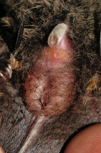 Appareil génital externe de Noctule de Leisler, 19 août 2016, Rosis (34) &copy; Ghislain Riou