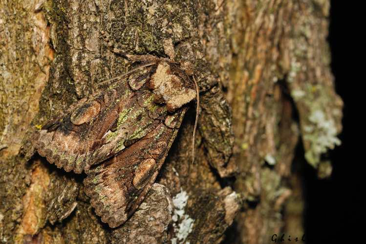 Allophyes oxyacanthae, 10 nov. 2025, Venerque (31) &copy; Ghislain Riou