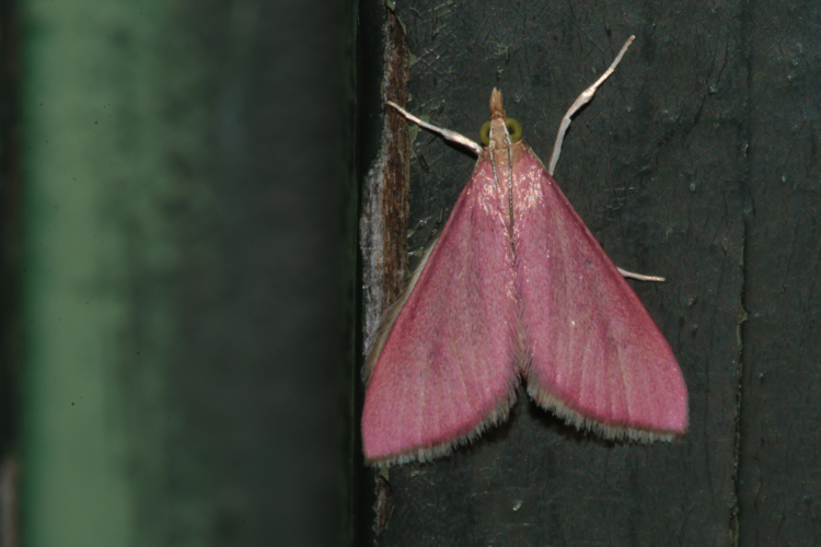 Imago observé à Toulouse le 27 octobre 2025 &copy; Pierre-Olivier Cochard