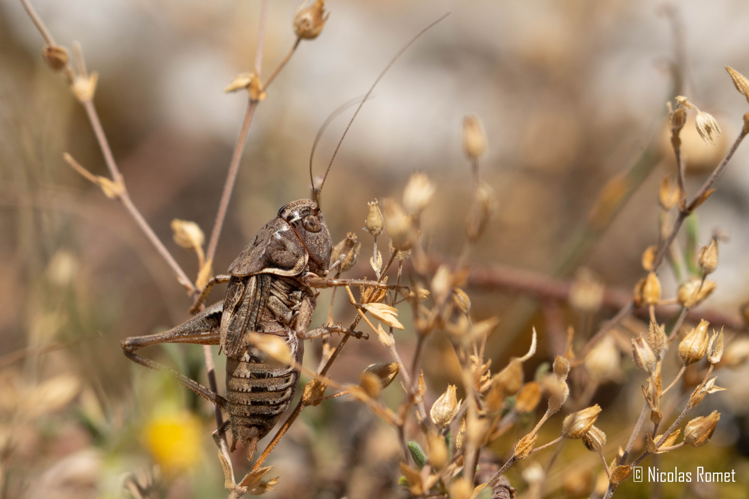 Amedegnatiana vicheti ♂ - Saint-Étienne-de-Gourgas (34) &copy; Nicolas Romet