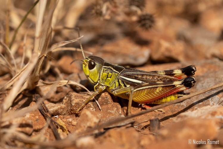 Arcyptera microptera carpentieri - Saint-Étienne-de-Gourgas (34) &copy; Nicolas Romet