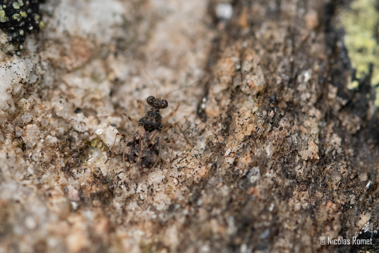 Leptopus marmoratus - Saint-Martin-de-l'Arçon (34) &copy; Nicolas Romet