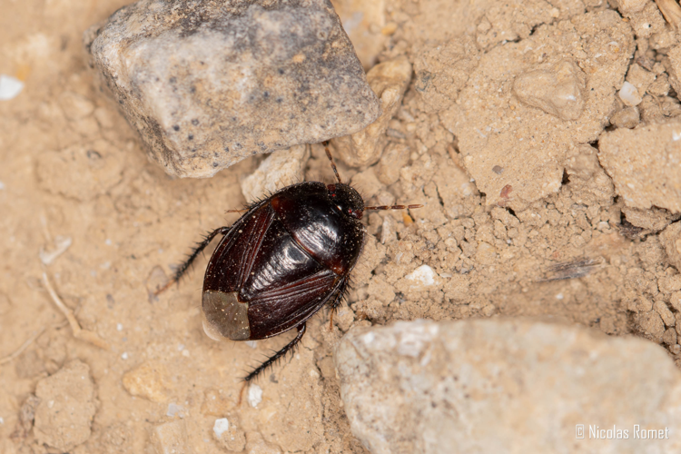 Macroscytus brunneus - Peyriac-de-Mer (11) &copy; Nicolas Romet