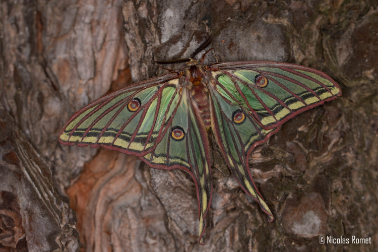 Graellsia isabellae - Coustouges (66) &copy; Nicolas Romet