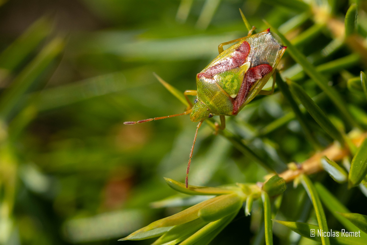 Cyphostethus tristriatus - Viala-du-Tarn (12) &copy; Nicolas Romet