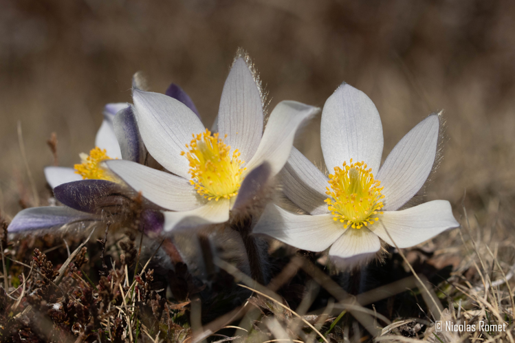 Pulsatilla vernalis - Py (66) &copy; Nicolas Romet