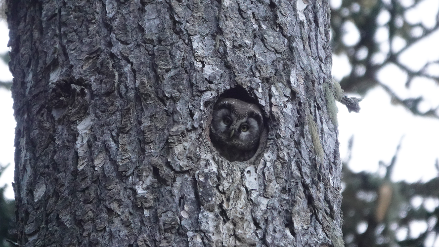 Nyctale de Tengmalm, 3 mars 2023, Aragnouet (65) &copy; Calabuig Laurie