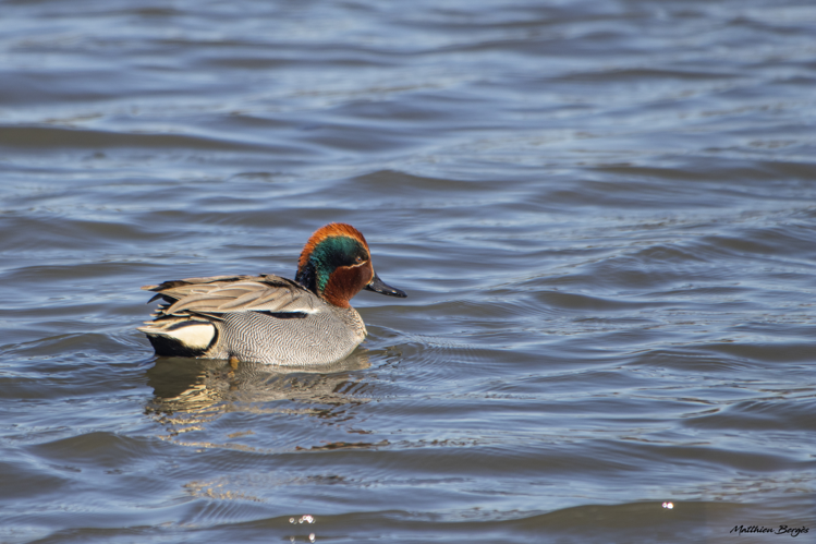 Sarcelle d'hiver mâle, 06/02/2023, Boussens (31) &copy; Matthieu Bergès