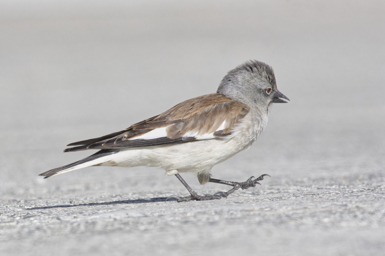 Niverolle alpine, 4 avril 2023, Bagnères-de-Bigorre (65) &copy; Thorel Guilhem, Rougeyrolles Delphine