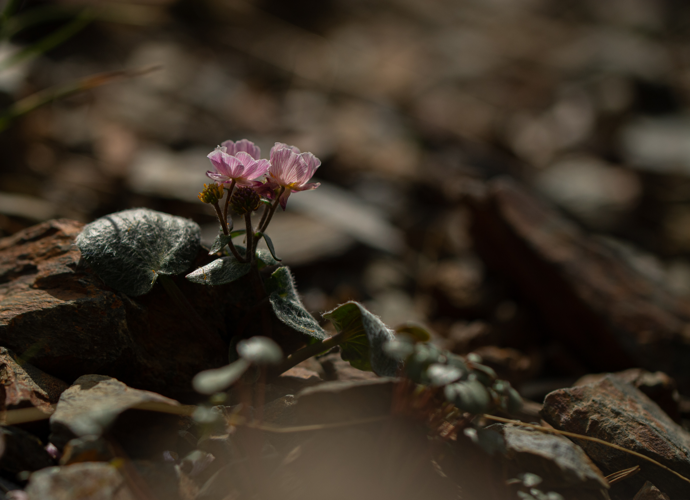Ranunculus parnassifolius, 07/2025, Err (66) &copy; Simon Combet
