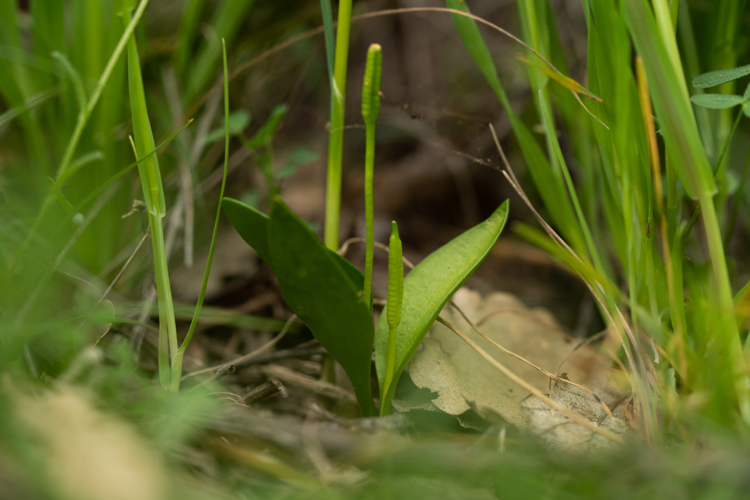 Ophioglossum azoricum, 04/2025, Rodès (66) &copy; Simon Combet